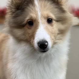 Collies, Poodles, and Shetland Sheepdogs from Adiame Shelties