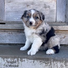 Australian Shepherd, Miniature American Shepherd, and Toy Australian Shepherd Puppies from OR Aussies