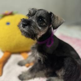 Heidi - Black and silver female Miniature Schnauzer puppy in San Diego, California from KMS-Miniature Schnauzers