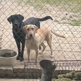 MAE - Labrador Retriever