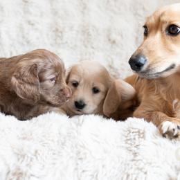 Dachshund Puppies from CTX Doxies