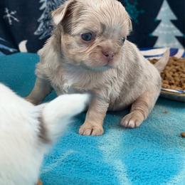 Aria - Merle female Chihuahua puppy in Newport Beach, California from Exotic City Pomeranians and chihuahuas