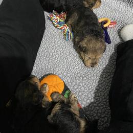 Lakeland Terrier Puppies from Cirnef Lakelands