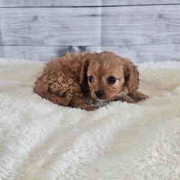Cedar Brooks - Apricot male Cavapoo puppy in Decatur, Illinois from We R Puppies-Petite Pups