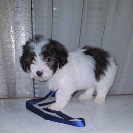 Patches - Black male Morkie puppy in Memphis, Tennessee from Syvon's Morkies