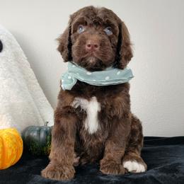 Rory - Brown and white male Bernedoodle puppy in Temecula, California from Oodles O'Doodles