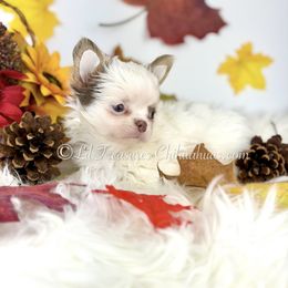 Capri - Silver and white male Chihuahua puppy in Anderson, South Carolina from Lil Treasures Chihuahuas