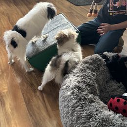 Japanese Chin Puppies from Marbils