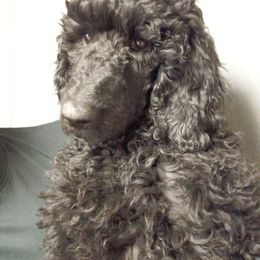 Poodle Puppies from January's Poodles