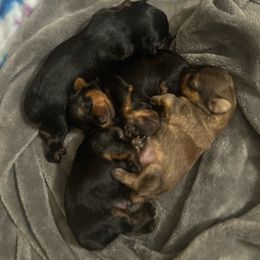 Yorkipoo puppies from Tru's Poo's