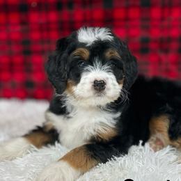 Bernedoodles from Cuddly Companion Doodles