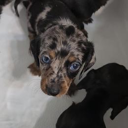 Dachshund Puppies from Dachshund Delight
