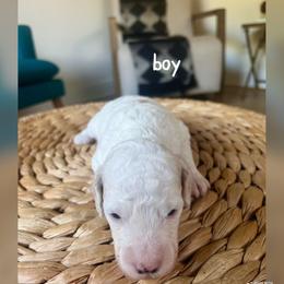 Boy 3 - Red  male Goldendoodle puppy in Glendale, Arizona from Follow Your Bliss Doodles