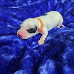 Girl 1 Gold Orange - Blue belton and tan (tri-color) female Llewellin Setter puppy in North Dinwiddie, Virginia from Pups Furever