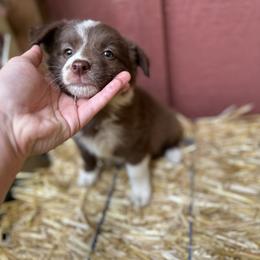 Border Collie Puppies from Athena’s Collies
