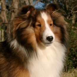 Shetland Sheepdogs from Sandance Shetland Sheepdogs