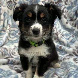 Peace - Black tri female Miniature Australian Shepherd puppy in Millington, Tennessee from Goading Glee Glade