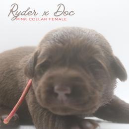 Girl 2 - Chocolate female Labrador Retriever puppy in Capron, Virginia from Triple Creek Kennel