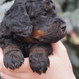 Cookie - Phantom female Poodle puppy in Caldwell, Idaho from Treasure Valley Poodles