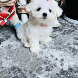 Maltese Puppies from Hosking kennels