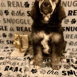 Poodle Puppies from Cosmic Caliber Standard Poodles