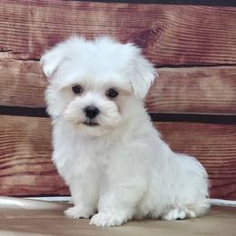 Luca - White male Maltese puppy in Monticello, Iowa from Ashley’s Puppies