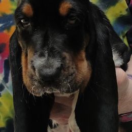 Basset Hound Puppies from Sandie Roush