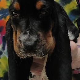 Basset Hound Puppies from Sandie Roush