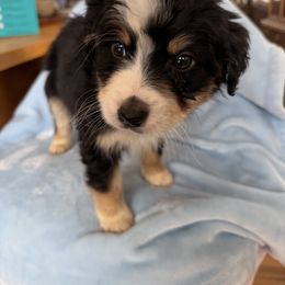 Jordi - Black tri-color male Aussiedoodle puppy in Lowville, New York from Adirondack Labradoodles