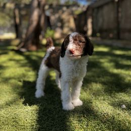 Poodle Puppies from Lollipop R Poodles