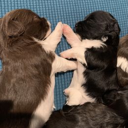 Havanese Puppies from Estelle's Havanese