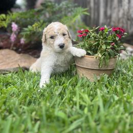 Goldendoodle Puppies from Southeast Texas doodles