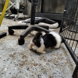 AKC Ben.Z - Black male Pekingese puppy in Andrews, South Carolina from Purple Diamonds Kennel