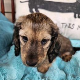 Dachshund Puppies from LovelylilDoxies