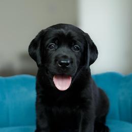 Boomer - Black male Labrador Retriever puppy in Allons, Tennessee from UC Labradors LLC