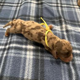 Duke - Dapple male Dachshund puppy in Queen Creek, Arizona from Jolly Rogers Dachshunds