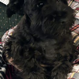 Miniature Schnauzer Puppies from Texas Schnauzers