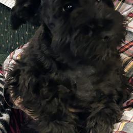 Miniature Schnauzer Puppies from Texas Schnauzers