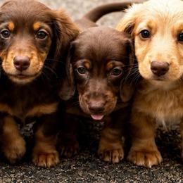 Female 1 - Chocolate and tan female Dachshund puppy in Sauk Village, Illinois from Midwest Timberland Pups
