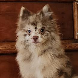 Pomeranian All Grown Up from Nathalie Bastin