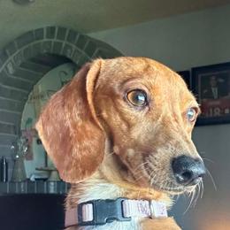 Halo - Dachshund