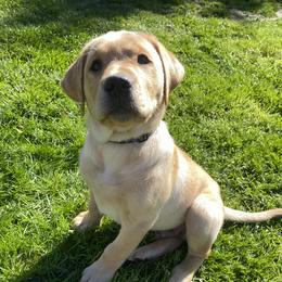 Labrador Retriever Puppies from Triple Threat Labradors
