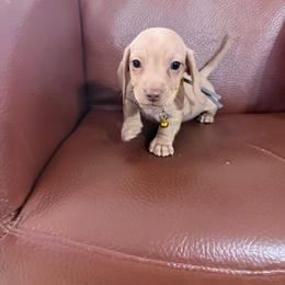Spruce - Cream male Dachshund puppy in Bremen, Georgia from Jones Royal Kennels / Jones Miniature Dachshunds