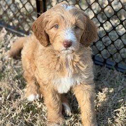 Lucy (Honey) - Apricot female Goldendoodle puppy in Jackson, Tennessee from Greenhouse Goldendoodles