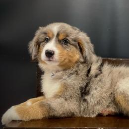 Bruno (With Natural Tail) - Blue merle male Miniature Australian Shepherd puppy in Liberty, South Carolina from Alexander Canines
