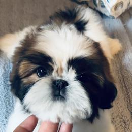 Shih Tzu Puppies from Oriental Beauties Shih Tzu
