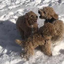 Poodle Puppies from Canterbury Standard Tails