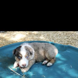 Australian Shepherd Puppies from DoubleL Aussies
