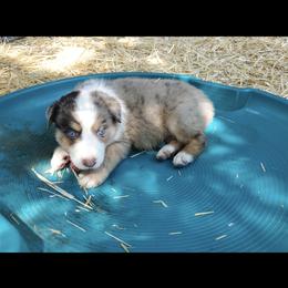 Australian Shepherd Puppies from DoubleL Aussies