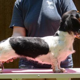 Felicia - Dachshund